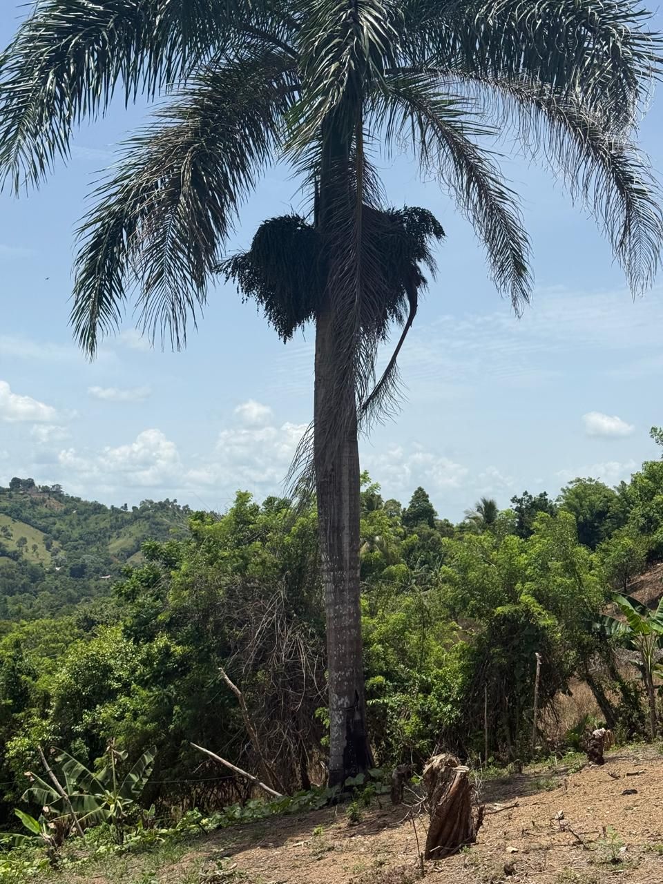 Solares Jarabacoa (4)
