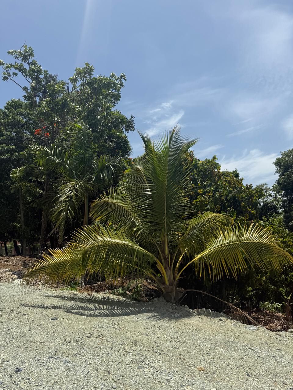 Solares Jarabacoa (8)